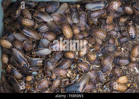 La produzione su larga scala di insetti commestibili (scarafaggi-Blaptica Dubia) in Olanda Foto Stock