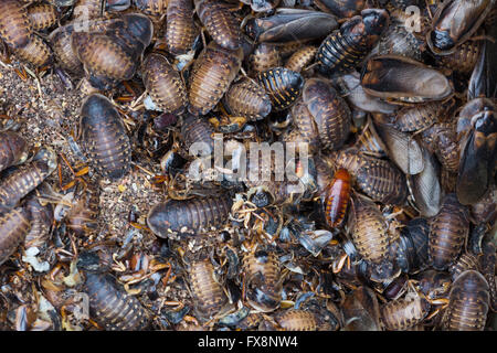 La produzione su larga scala di insetti commestibili (scarafaggi-Blaptica Dubia) in Olanda Foto Stock