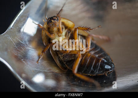 La produzione su larga scala di insetti commestibili (scarafaggi-Blaptica Dubia) in Olanda Foto Stock