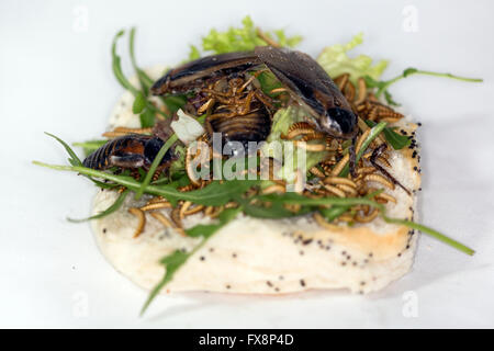 Allevamento di scarafaggi (Blaptica dubia) per alimenti Foto Stock