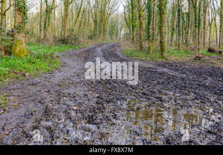 Strada fangosa con alberi in boschi su entrambi i lati dopo la pioggia, nel Regno Unito. Foto Stock