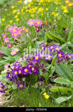 Primula vulgaris. Wild Primrose fiori Foto Stock