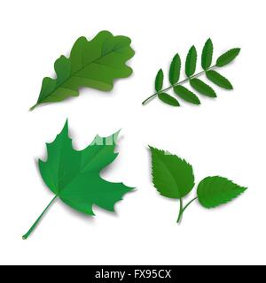Estate di quercia frassino acero Betulla foglie Illustrazione Vettoriale