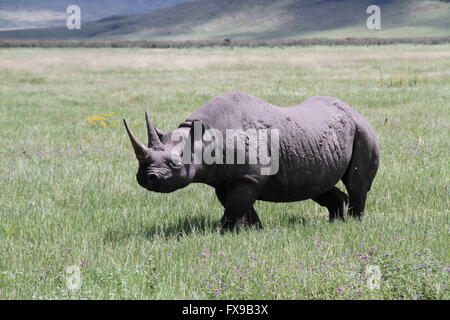 Dar Es Salaam. Decimo Apr, 2016. Foto realizzata il 10 aprile 2016 illustra un rinoceronte nero nel cratere di Ngorongoro, Tanzania. © Li Sibo/Xinhua/Alamy Live News Foto Stock