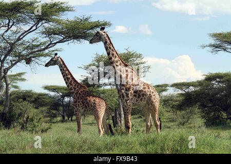 Dar Es Salaam. Decimo Apr, 2016. Foto realizzata il 10 aprile 2016 illustra due giraffe nel cratere di Ngorongoro, Tanzania. © Li Sibo/Xinhua/Alamy Live News Foto Stock