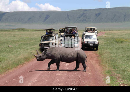 Dar Es Salaam. Decimo Apr, 2016. Foto realizzata il 10 aprile 2016 illustra un rinoceronte nero nel cratere di Ngorongoro, Tanzania. © Li Sibo/Xinhua/Alamy Live News Foto Stock