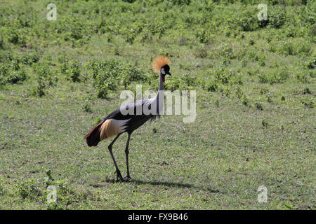 Dar Es Salaam. Decimo Apr, 2016. Foto realizzata il 10 aprile 2016 illustra un Grey Crowned Crane nel cratere di Ngorongoro, Tanzania. © Li Sibo/Xinhua/Alamy Live News Foto Stock