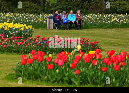 Bruxelles, Belgio. Xii Apr, 2016. Gli ospiti siedono da fiori durante la Floralia Bruxelles, un fiore internazionale di fiera che si tiene nel Castello di Groot-Bijgaarden, west sobborgo di Bruxelles, Belgio, 12 aprile 2016. Oltre 1,7 milioni di piante di circa 550 specie floreali vengono visualizzati durante la Floralia Bruxelles, che va dal 6 Aprile al maggio6. © Gong Bing/Xinhua/Alamy Live News Foto Stock