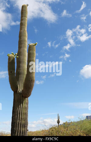 Phoenix, Arizona, Stati Uniti. 9 apr, 2016. Silly Mountain Park si trova al di fuori di Stati Uniti 60 in tra Apache Junction e Gold Canyon, Arizona. © Kevin E. Schmidt/ZUMA filo/Alamy Live News Foto Stock