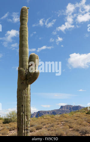 Phoenix, Arizona, Stati Uniti. 9 apr, 2016. Silly Mountain Park si trova al di fuori di Stati Uniti 60 in tra Apache Junction e Gold Canyon, Arizona. © Kevin E. Schmidt/ZUMA filo/Alamy Live News Foto Stock