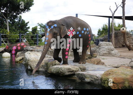 Sydney, Australia. Xiii Apr, 2016. Gli elefanti sono dipinte con colori per celebrare il Songkran Festival presso lo zoo di Taronga, Sydney, Australia, 13 aprile 2016. Sydney è lo Zoo di Taronga dipinto gli elefanti con colori e invitati danzatrici tailandesi per fornire prestazioni di mercoledì per celebrare il Songkran Festival, noto anche come il festival dell'acqua, che segna l inizio del nuovo anno nel calendario Thai. Credito: Gregorio Dimopoulos/Xinhua/Alamy Live News Foto Stock