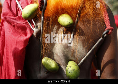 Dacca in Bangladesh. Xiii Apr, 2016. Un indù del Bangladesh devoto si prepara per appendere su una fune con ganci trafitto nel suo ritorno come parte di un rituale durante il Charak Puja festival a Dhaka, nel Bangladesh © Suvra Kanti Das/ZUMA filo/Alamy Live News Foto Stock