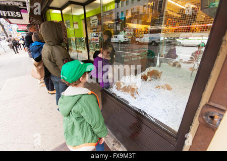 American canili pet shop, Lexington Avenue, New York City, Stati Uniti d'America Foto Stock