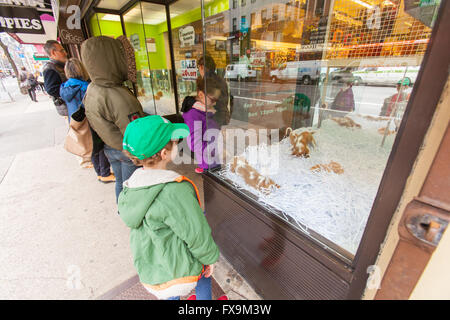 American canili pet shop, Lexington Avenue, New York City, Stati Uniti d'America Foto Stock