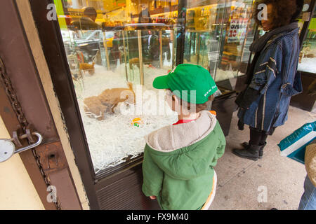 American canili pet shop, Lexington Avenue, New York City, Stati Uniti d'America Foto Stock