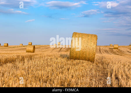 Balle di fieno sul campo dopo il raccolto, Ungheria Foto Stock