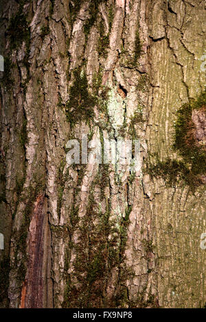 Bellissima struttura della corteccia di un albero fotografato vicino fino Foto Stock