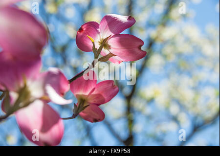 Rosa e Bianco Fiori di Corniolo. Foto Stock