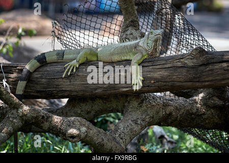Iguana verde, Iguanidae erbivoro Foto Stock