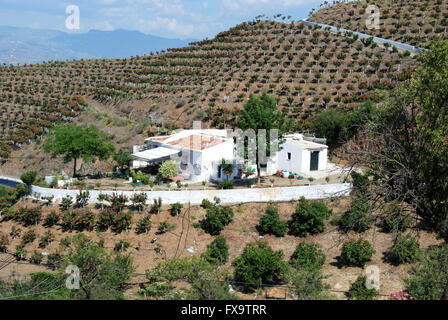 Country farm è circondato da piantagioni di alberi di mango nella regione di Axarquia, Velez Malaga, Costa del Sol, provincia di Malaga, Spagna. Foto Stock