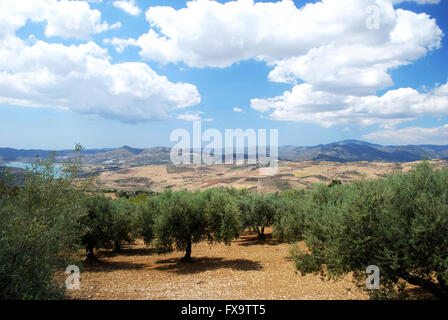 Oliveti con Vinuela lago e montagne al posteriore, vicino a Periana, Costa del Sol, provincia di Malaga, Andalusia, Spagna. Foto Stock