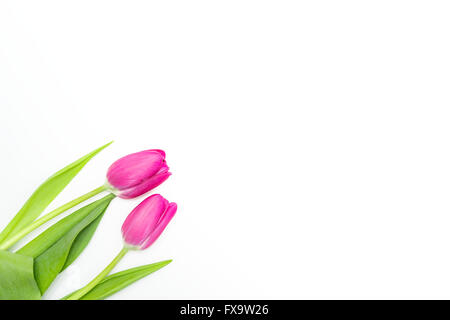 Due tulipani rosa da sinistra Foto Stock