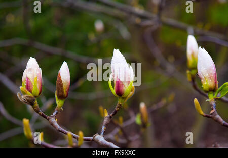 Magnolia bud su un albero vicino fino a primavera park Foto Stock