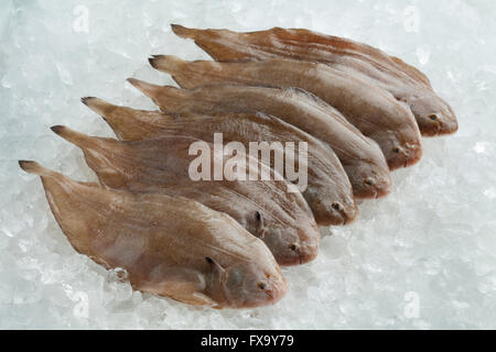 Crudo fresco sogliola pesci su ghiaccio Foto Stock