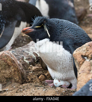 Un pinguino saltaroccia con il suo uovo su il suo nido a Saunders Island nelle Falkland Foto Stock