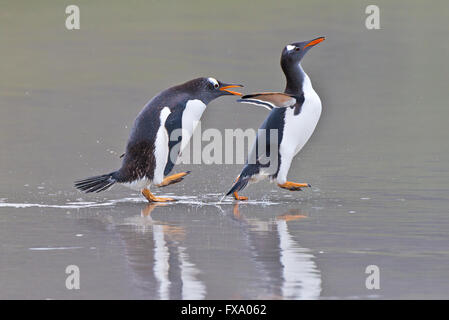 Due pinguini in tutta la spiaggia a Saunders Island nelle Falkland Foto Stock