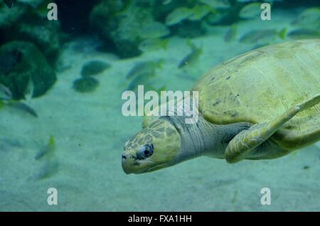 Un Olive Ridley Sea Turtle (Lepidochelys olivacea) Foto Stock