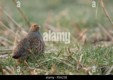 Attento Starna / Rebhuhn ( Perdix perdix ) seduti in un campo di stoppie guardando attentamente. Foto Stock