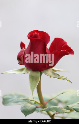 Ripresa macro di un singolo rosebud rosso Foto Stock