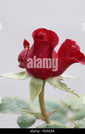 Ripresa macro di un singolo wet rosebud rosso con gocce su petali Foto Stock