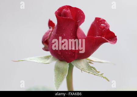 Ripresa macro di un singolo wet rosebud rosso con gocce su petali Foto Stock