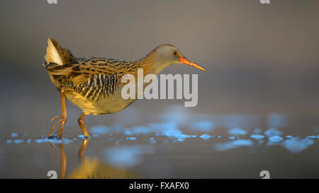 Porciglione (Rallus aquaticus), passeggiate in acqua, Kiskunság National Park, Ungheria Foto Stock