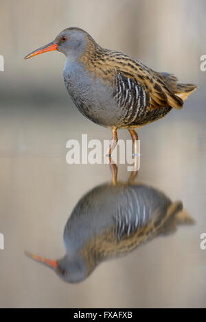 Porciglione (Rallus aquaticus), in piedi in acqua con la riflessione, Kiskunság National Park, Ungheria Foto Stock