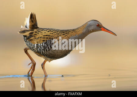 Porciglione (Rallus aquaticus), passeggiate in acqua, Kiskunság National Park, Ungheria Foto Stock