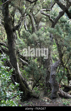 Nella foresta laurel, Parco Nazionale di Garajonay, La Gomera, isole Canarie, Spagna Foto Stock