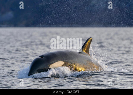 Orca (Orcinus orca), Nord Atlantico, a Tromvik, Norvegia Foto Stock