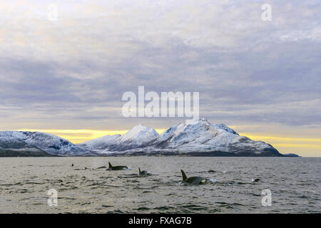 Diversi Orcas (Orcinus orca) davanti a montagne innevate, gruppo, Nord Atlantico, a Tromvik, Norvegia Foto Stock