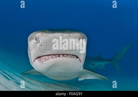 Tiger Shark (Galeocerdo cuvier), ritratto, frontale dei Caraibi e Bahamas Foto Stock
