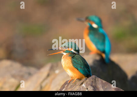 Il Martin pescatore femmina (Alcedo atthis) sulla pietra, la luce del mattino, in background il maschio, Hesse, Germania Foto Stock