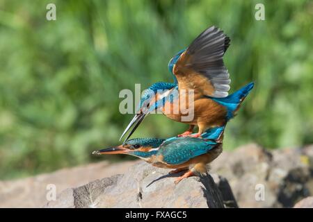 Il Martin pescatore (Alcedo atthis) coniugata, Hesse, Germania Foto Stock