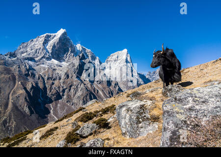 Vista sulle montagne Cholatse e Tabuche Picco, un nero yak (Bos mutus) in piedi sul pendio, Dingboche, Solo Khumbu, in Nepal Foto Stock