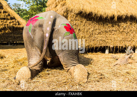 Vista posteriore di elefante asiatico (Elephas maximus) colorfully dipinta per elephant festival, Sauraha, Chitwan, Nepal Foto Stock