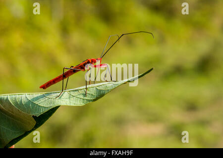 Cotone rosso (Bug Dysdercus cingulatus) arroccato sul permesso di un albero, Sauraha, Chitwan, Nepal Foto Stock