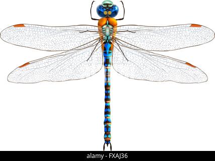 Dragonfly realistico isolato Illustrazione Vettoriale