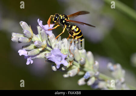 Macro di vespa visto di profilo su fiori di lavanda Foto Stock