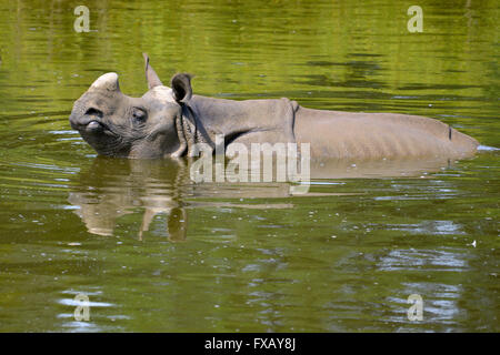 Il rinoceronte indiano (Rhinoceros unicornis) in acqua visto dal profilo Foto Stock